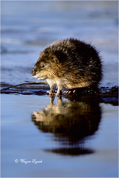 Muskrat 105 by Dr. Wayne Lynch &copy;